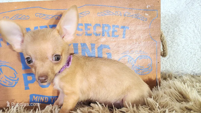 Purple – Chihuahua puppy for sale in Coleman, TX