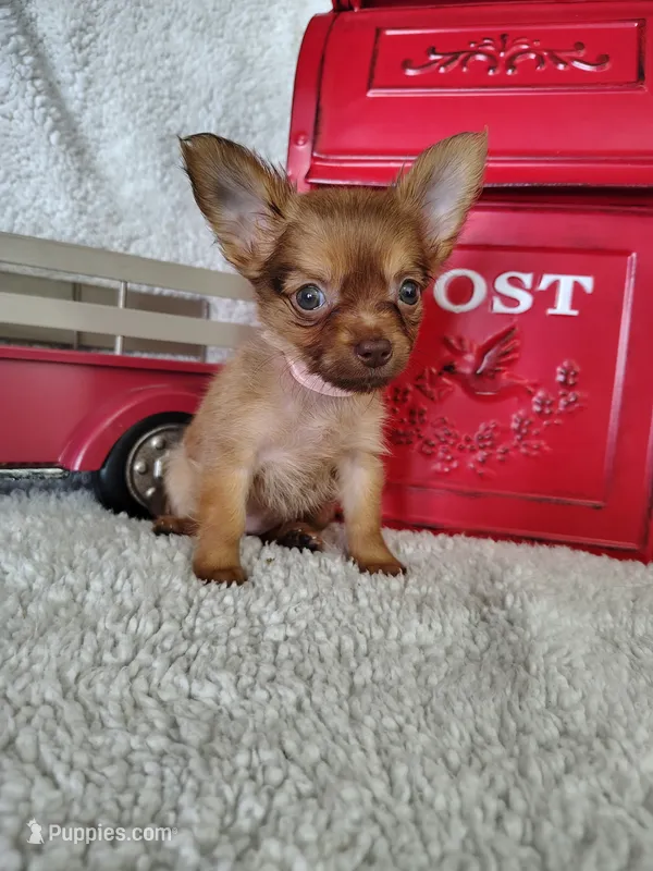 Lilac – Chihuahua puppy for sale in Coleman, TX