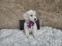 Purple, a female Goldendoodle for sale in Coleman, TX – 4 of 5
