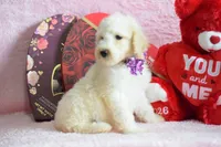 S-purple, a female Miniature Goldendoodle for sale in Weatherford, TX – Photo 5 of 5