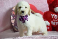 S-purple, a female Miniature Goldendoodle for sale in Weatherford, TX – Photo 3 of 5