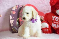 S-purple, a female Miniature Goldendoodle for sale in Weatherford, TX – Photo 4 of 5