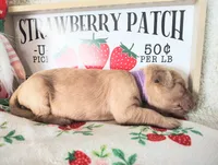 Purple, a female Golden Retriever for sale in Coleman, TX – 2 of 5