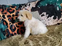 Green-Standard, a male Goldendoodle for sale in Coleman, TX – 2 of 5