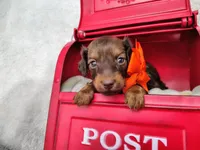 Long hair-Peanut Butter , a male Miniature Dachshund for sale in Coleman, TX – 1 of 5