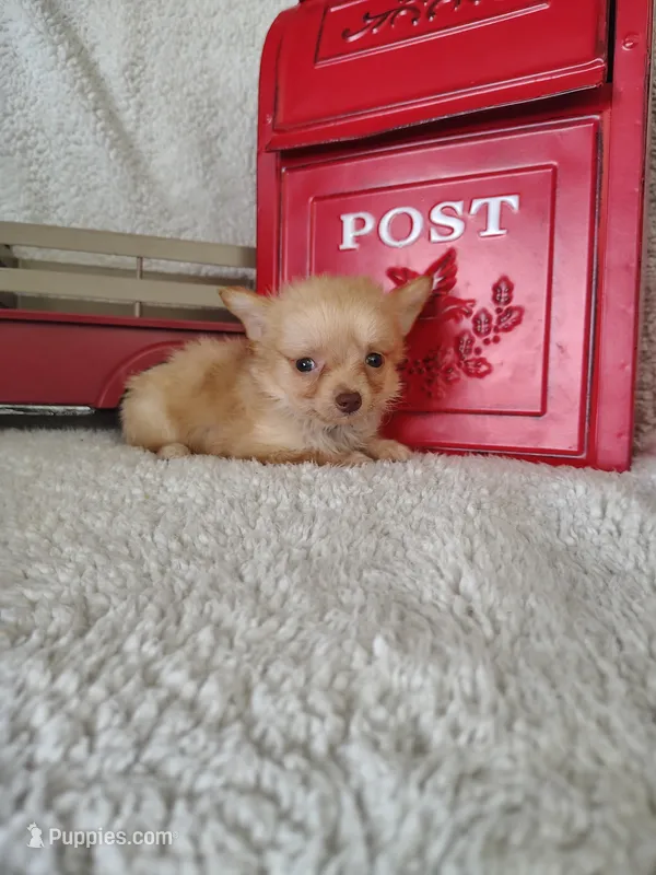 Dark blue – Chihuahua puppy for sale in Coleman, TX