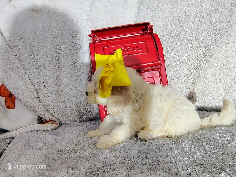 Yellow-medium – Goldendoodle puppy for sale in Coleman, TX