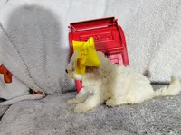 Yellow-medium, a male Goldendoodle for sale in Coleman, TX – 1 of 6