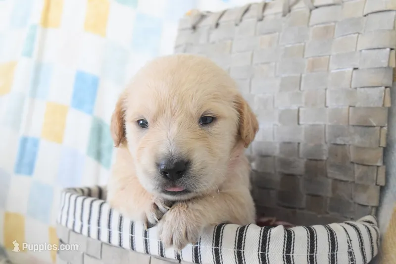 Magenta, a female Golden Retriever for sale in Coleman, TX – 1 of 3