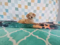 Donut, a male Golden Retriever for sale in Coleman, TX – 5 of 5