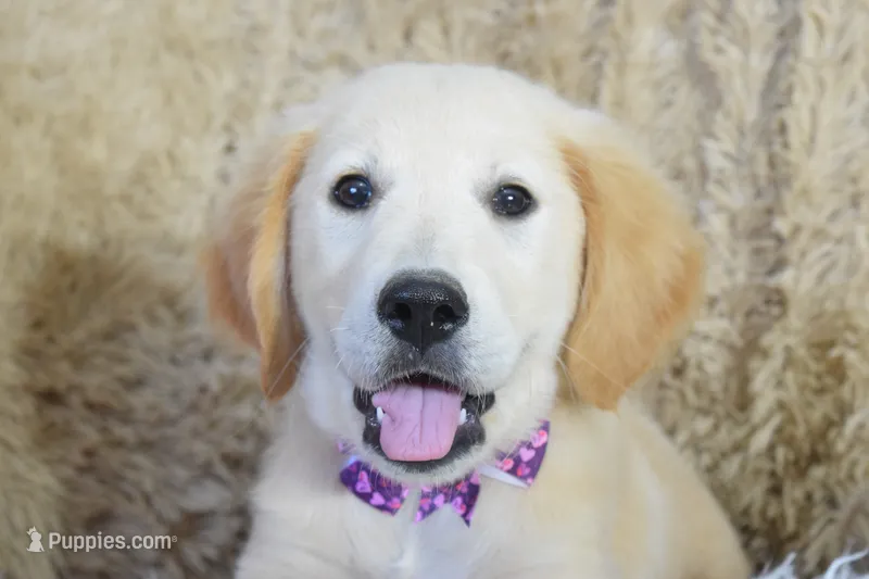 Purple – Golden Retriever puppy for sale in Coleman, TX