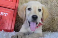 Maroon, a female Golden Retriever for sale in Coleman, TX – 9 of 10