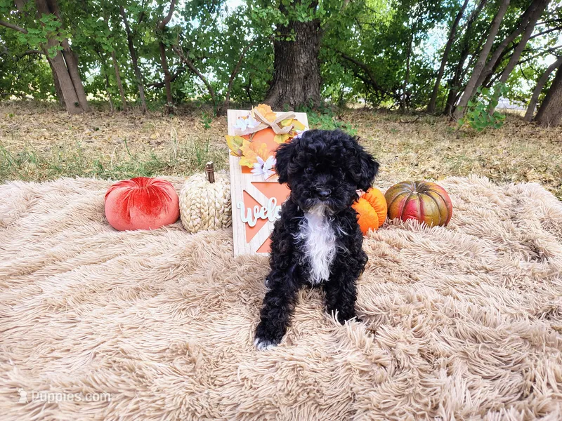 Pink – Maltipoo puppy for sale in Coleman, TX