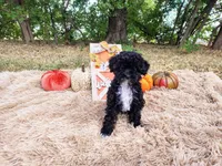 Pink, a female Maltipoo for sale in Coleman, TX – 1 of 3