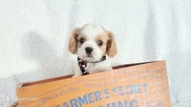 Black  – Cavalier King Charles Spaniel puppy for sale in Coleman, TX