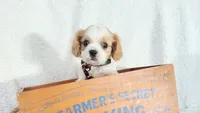 Black , a male Cavalier King Charles Spaniel for sale in Coleman, TX – 1 of 3