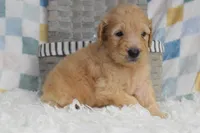 Blue, a male Goldendoodle for sale in Coleman, TX – 5 of 6
