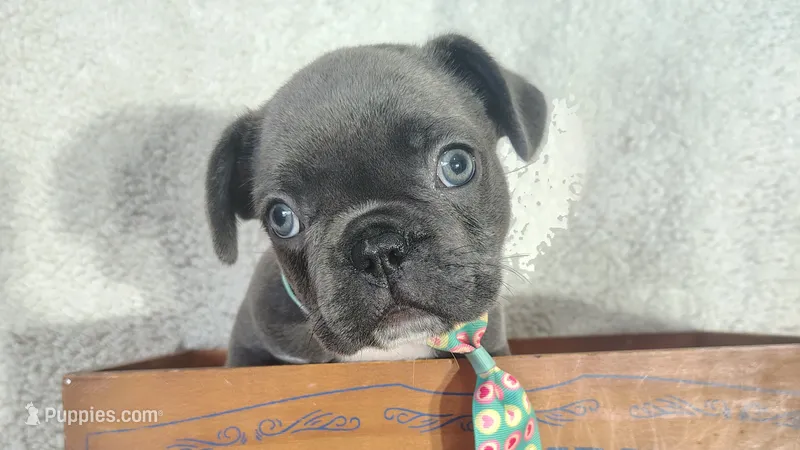 Weekend Sale!!!! Blue – French Bulldog puppy for sale in Coleman, TX