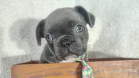 Weekend Sale!!!! Blue, a male French Bulldog for sale in Coleman, TX – 1 of 3