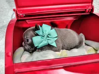 Sapphire , a male French Bulldog for sale in Coleman, TX – 2 of 4