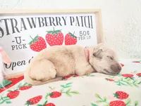 Peach, a female Golden Retriever for sale in Coleman, TX – 2 of 4