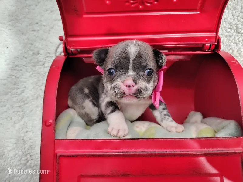 Diamond  – French Bulldog puppy for sale in Coleman, TX