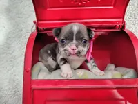 Diamond , a female French Bulldog for sale in Coleman, TX – 1 of 6