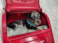 Long hair-Oreo, a male Miniature Dachshund for sale in Coleman, TX – 2 of 4