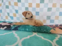 Donut, a male Golden Retriever for sale in Coleman, TX – 2 of 5
