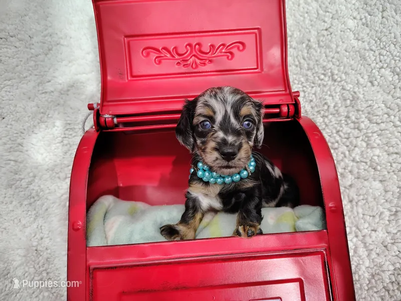Long hair-Oreo – Miniature Dachshund puppy for sale in Coleman, TX