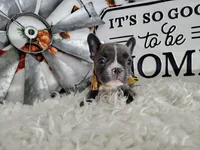Sapphire , a male French Bulldog for sale in Coleman, TX – 2 of 5
