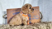 Orange, a male Cavalier King Charles Spaniel for sale in Coleman, TX – 3 of 3