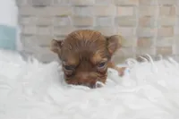 Purple , a female Chihuahua for sale in Coleman, TX – 2 of 5