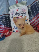 Dark blue, a male Chihuahua for sale in Coleman, TX – 5 of 9