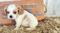 Black , a male Cavalier King Charles Spaniel for sale in Coleman, TX – 3 of 3