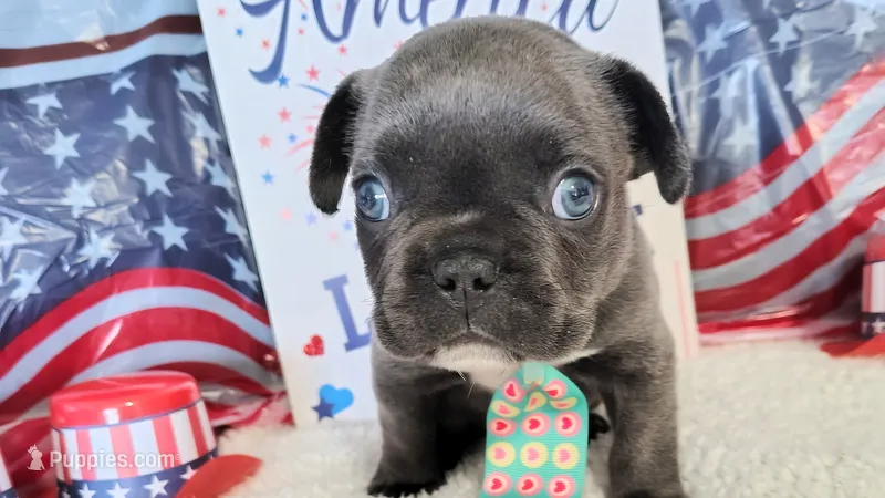 Blue – French Bulldog puppy for sale in Coleman, TX