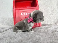 Diamond , a female French Bulldog for sale in Coleman, TX – 3 of 6