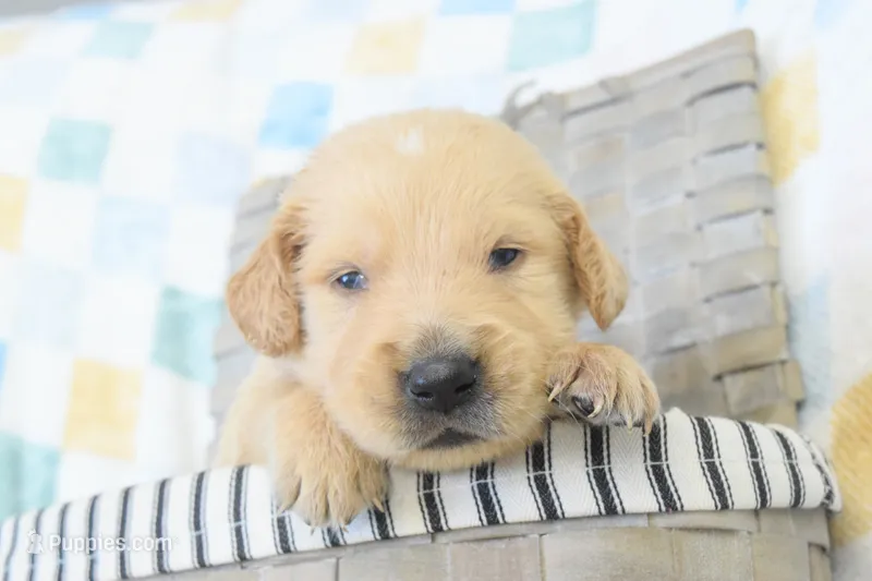Light blue – Golden Retriever puppy for sale in Coleman, TX