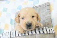 Light blue, a male Golden Retriever for sale in Coleman, TX – 1 of 3