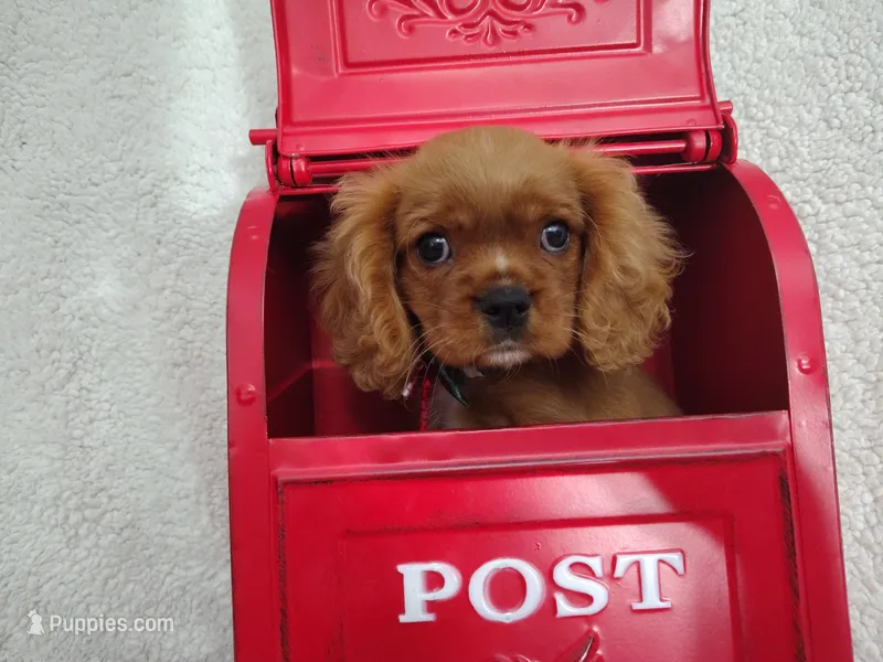 Blue – Cavalier King Charles Spaniel puppy for sale in Coleman, TX