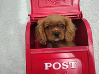 Weekend sale-Blue, a male Cavalier King Charles Spaniel for sale in Weatherford, TX – 1 of 4