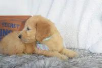Weekend sale-Orange , a male Miniature Goldendoodle for sale in Coleman, TX – 2 of 5