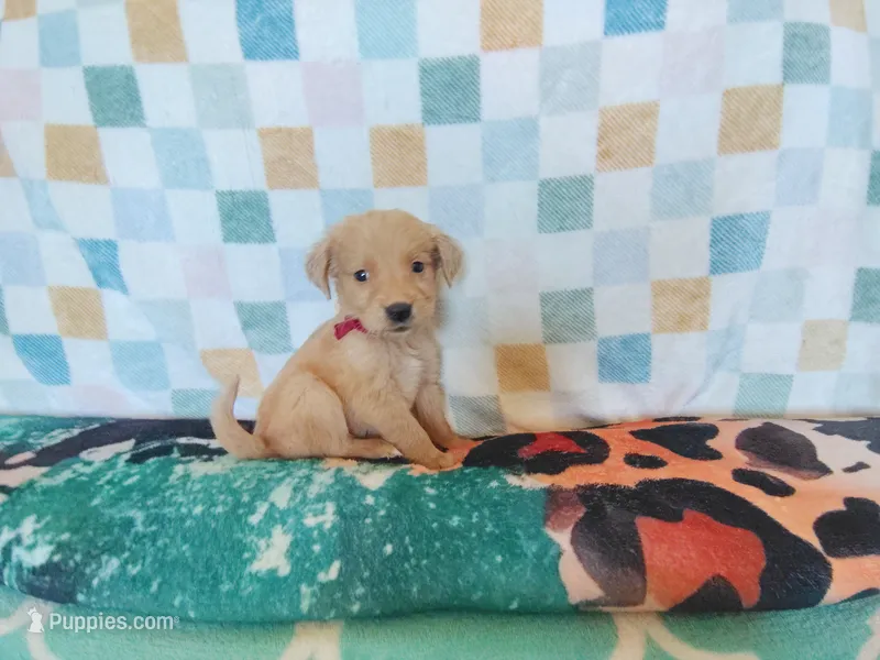 Cinnamon roll – Golden Retriever puppy for sale in Coleman, TX