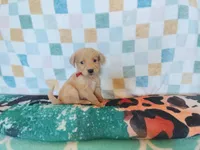 Cinnamon roll, a female Golden Retriever for sale in Coleman, TX – 1 of 6