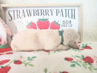 Green, a male Golden Retriever for sale in Coleman, TX – 3 of 4