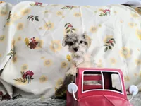 Teacup -McLaren, a male Maltipoo for sale in Weatherford, TX – 1 of 4