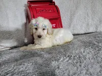 Baby blue-medium , a male Goldendoodle for sale in Coleman, TX – 4 of 6
