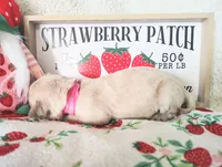 Pink, a female Golden Retriever for sale in Coleman, TX – 4 of 4