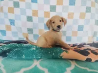 Donut, a male Golden Retriever for sale in Coleman, TX – 4 of 5