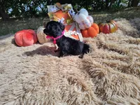 Long Hair- Nutella, a female Miniature Dachshund for sale in Coleman, TX – 2 of 4